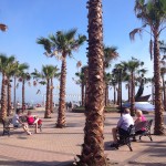 Gibraltar - Fuengirola - palmy
