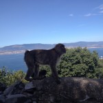 Gibraltar opica
